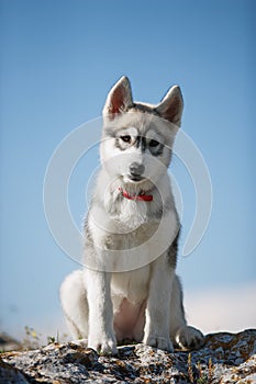 Husky Puppy