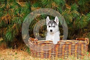 Husky puppy in a basket