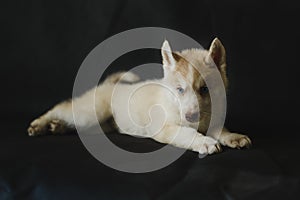 Husky puppy on black background