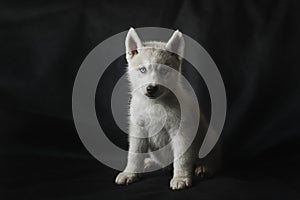 Husky puppy on black background