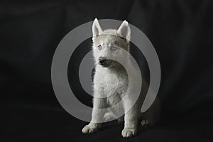 Husky puppy on black background