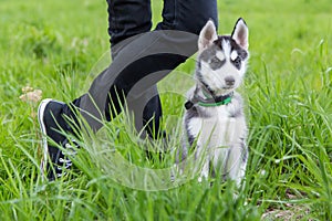 Husky puppy dog sits next to the owner`s foots. Grass, nature