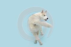 Husky puppy dog walking backwards and looking at camera. Isolated on blue pastel background