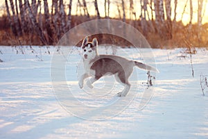 Ð husky puppy enjoys the snow