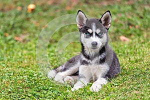 Husky puppy on the grass