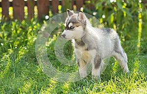 Husky puppy in the grass