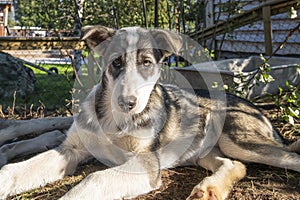 Husky puppy at Husky Camp - Tromso Norway