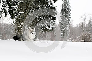 The husky puppy laying in snow