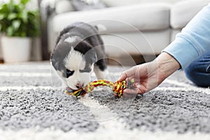 Husky puppy playing with colorful rope toy on grey carpet