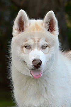 Husky puppy portrait