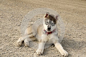 Husky puppy in Resolute Bay, Nunavut, Canada