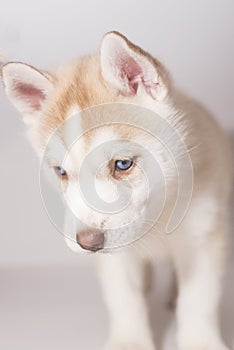 A husky puppy sad on a light background