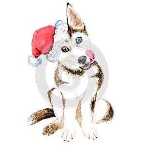A husky puppy sits in a Santa Claus hat. Brown dog with beautiful eyes isolated. Christmas. New Year.