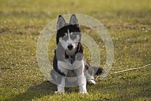 Husky puppy sitting down