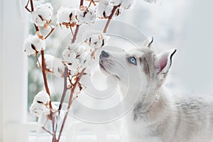 Husky puppy sniffs cotton branches