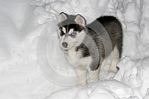 Husky puppy in snow photo