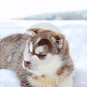 Portrait of Husky Puppy