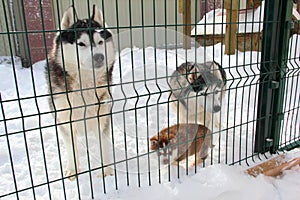 Family Dog Huskies in the aviary