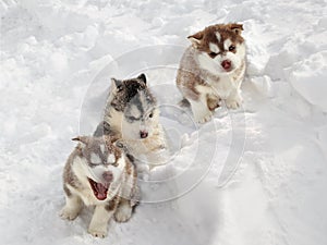 Tri chrapľavý šteňa v sneh 
