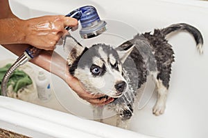 Husky puppy in the washing process with water and shampoo. Washing the dog in the bathroom