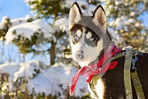 Husky puppy winter