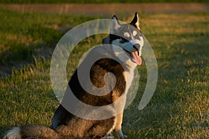 Husky puppy on the wolk photo