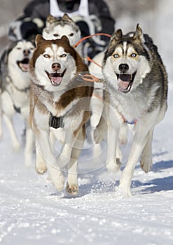 Husky race