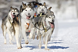 Husky race