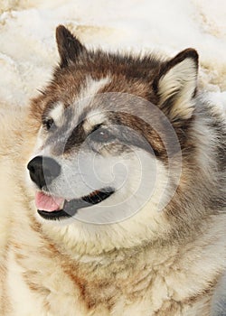 Husky in Resolute Bay, Nunavut, Canada