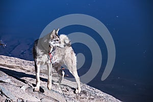 Husky on the river bank