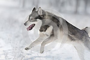 Husky run in snow