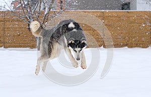 Husky running