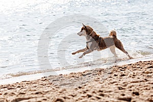 Husky running on the beach