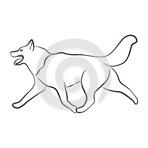 The husky is running. Simple contour linear vector illustration