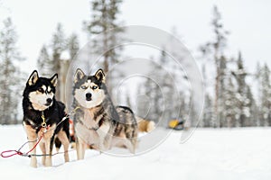 Husky safari