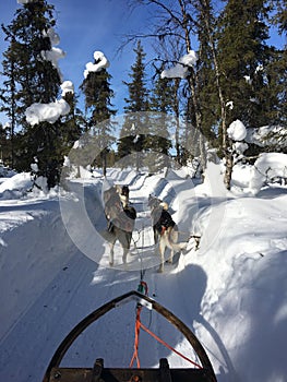 Husky Safari in Finnish Lapland, Kittila