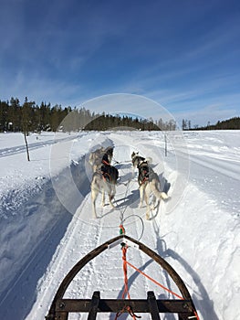 Husky Safari in Finnish Lapland, Kittila