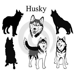 Husky set. Collection of pedigree dogs. Black and white illustration of a husky dog. Vector drawing of a pet. Tattoo.