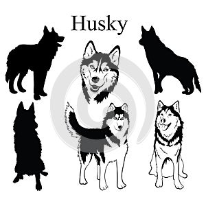 Husky set. Collection of pedigree dogs. Black and white illustration of a husky dog. Vector drawing of a pet. Tattoo.