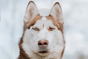 husky siberian dog. portrait cute white brown mammal animal pet of one year old with blue eyes