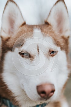 husky siberian dog. portrait cute white brown mammal animal pet of one year old with blue eyes