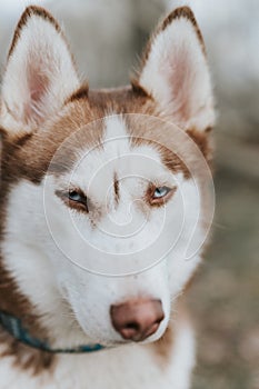 husky siberian dog. portrait cute white brown mammal animal pet of one year old with blue eyes