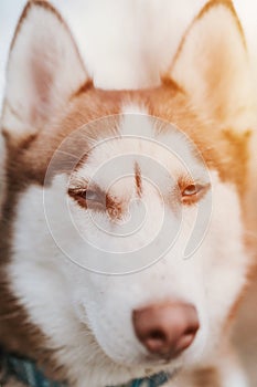 husky siberian dog. portrait cute white brown mammal animal pet of one year old with blue eyes