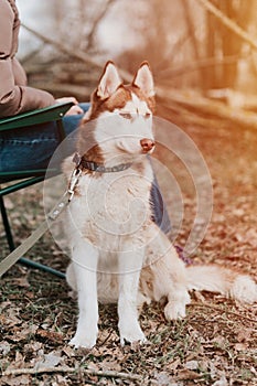 husky siberian dog. portrait cute white brown mammal animal pet of one year old with blue eyes