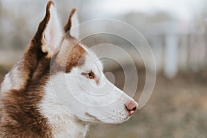 husky siberian dog. portrait cute white brown mammal animal pet of one year old with blue eyes in autumn