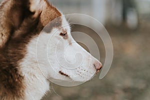 husky siberian dog. portrait cute white brown mammal animal pet of one year old with blue eyes in autumn