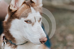 husky siberian dog. portrait cute white brown mammal animal pet of one year old with blue eyes in autumn