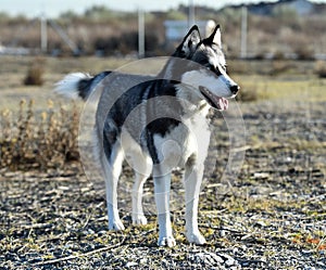 Husky siberian in the field