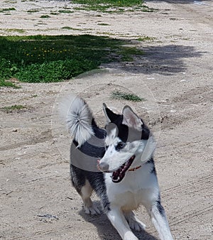 husky siberiano blue eyes photo