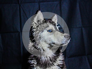 Husky Siberiano